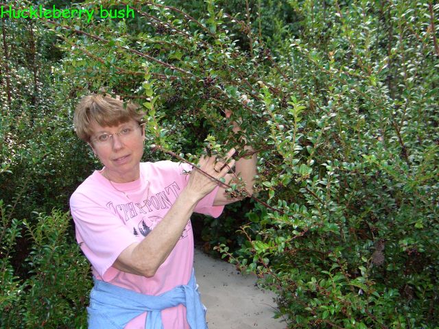 huckleberry bush
