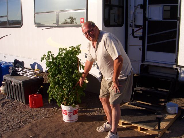 Ron with the famous tomato plant