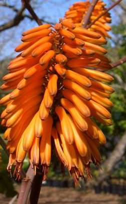 Aloe bloom