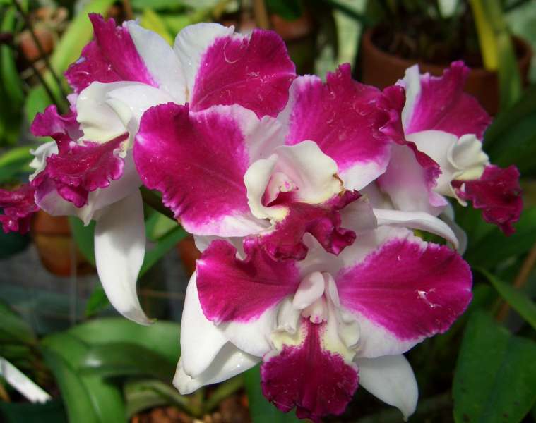 Pink and white orchid