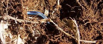 Tail of a five-lined skink