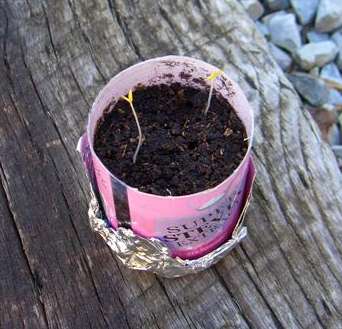 Lind's Tiny Tim tomato plant