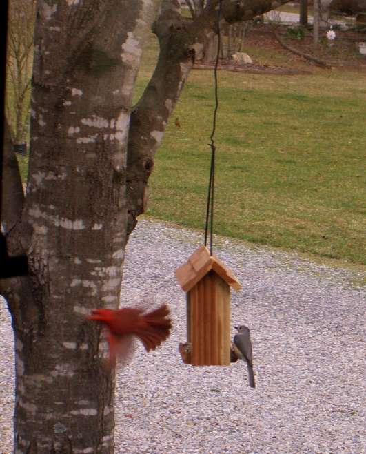 Cardinal in Flight