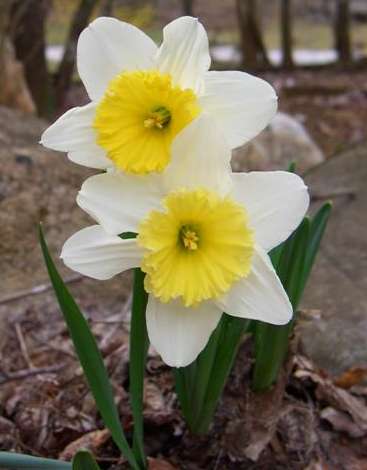 Daffodil bloom