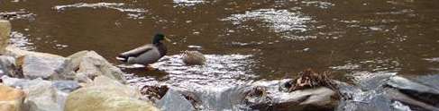 Duck in the stream