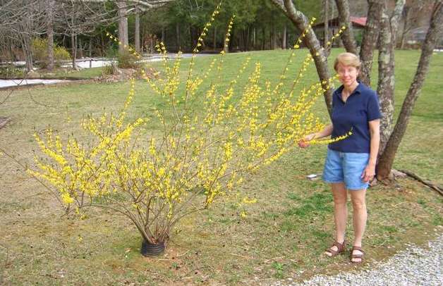 Forsythia in bloom