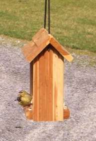 Finch at the feeder