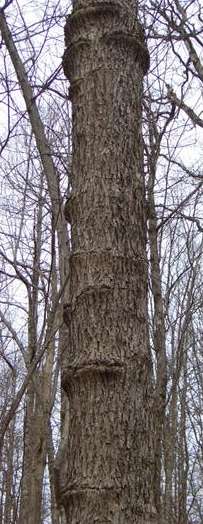 What are the" rings" on this tree caused by?