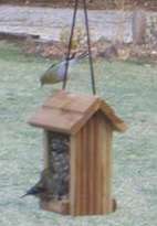 Lined up at the feeder