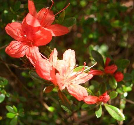 Azaelas are starting to bloom in the park