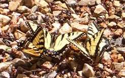 Yellow and black swallowtails