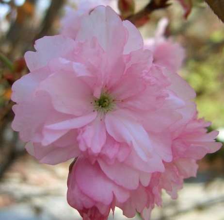 A cherry blossom, seen during todays adventure