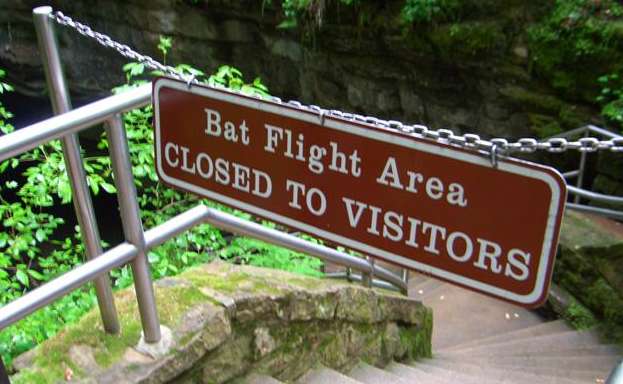 An easy way to keep people out. Never did see a bat.