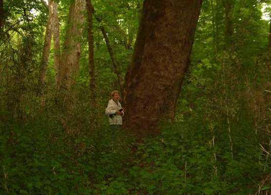 Did this tree witness the steamboats docking under its branches. Did it hear the ships bell and the steam whistle.