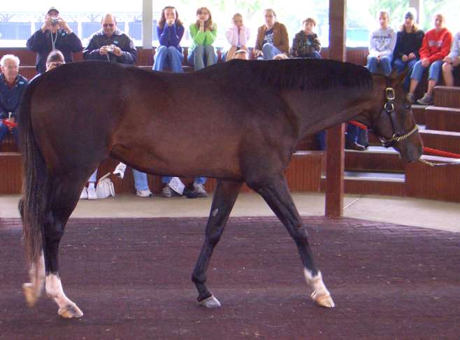 Cigar, the top Racing Horse of the 1990's