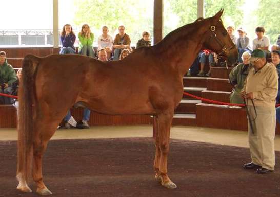 The horse of the 1990's Decade. The 5 gaited champion, Gypsy Supreme