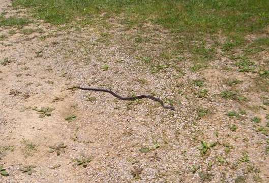 Someone else also looking for a shady spot