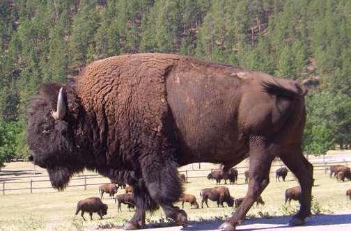 One big buffalo