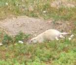 A white prairie dog, whoopee