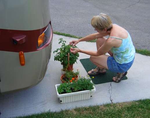 Love makes the tomato grow better, lol