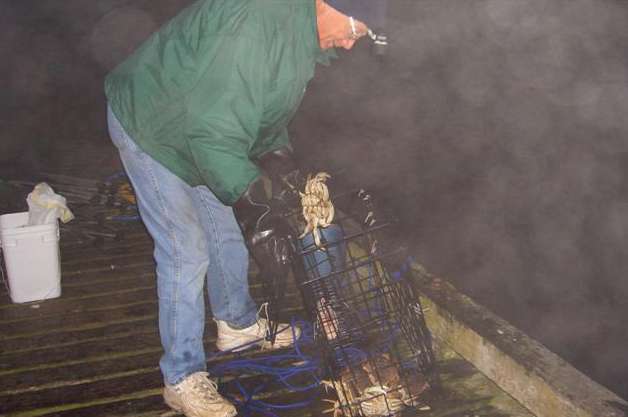 fog crabbing