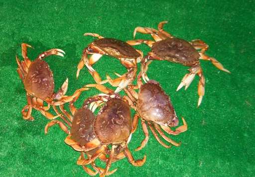 Crabs