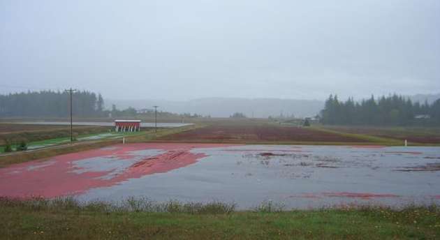Cranberry fields forever
