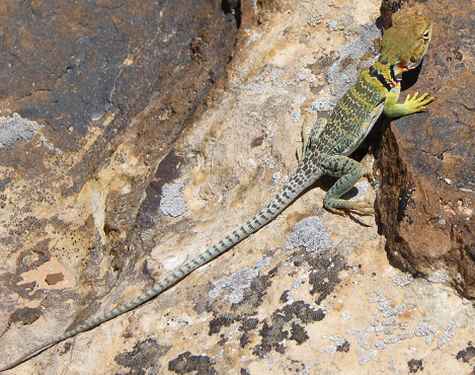 Lizard in full color