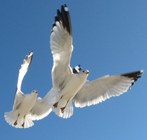 Gulls in flight