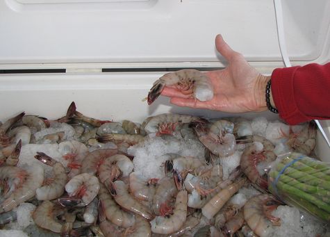 Colossal Shrimp for sale