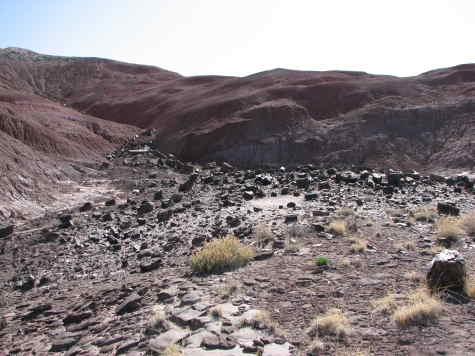 Nice view of petrified wood