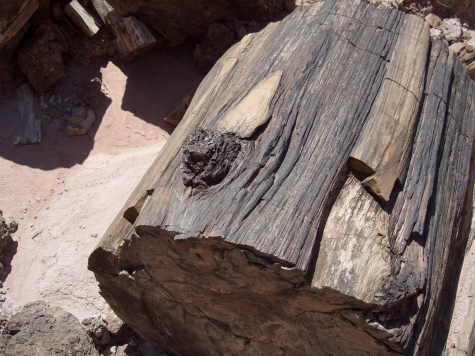 Petrified wood