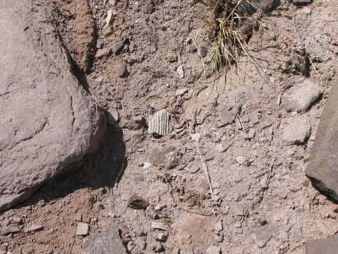 Sherd