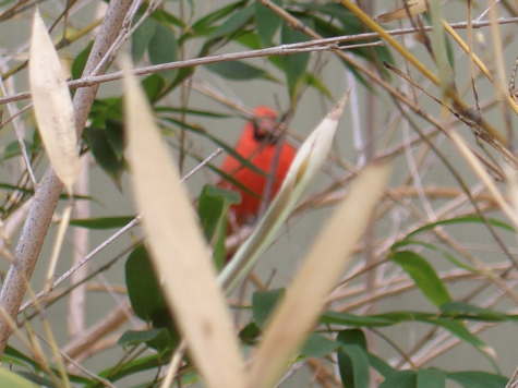 Cardinal attraction