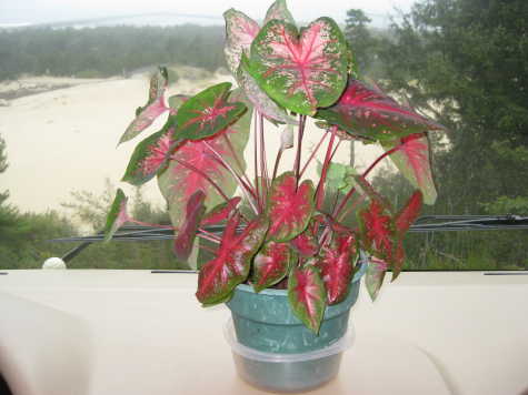 Caladium