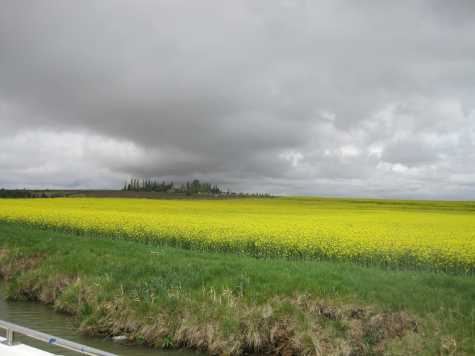 Yellow fields