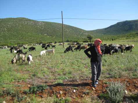 Shepherdess