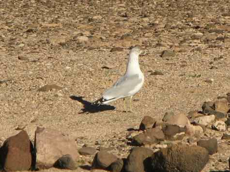 Seagull