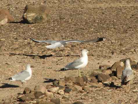 Breakfast flock