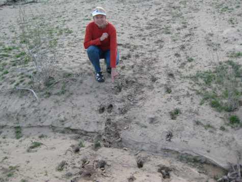 Burro tracks