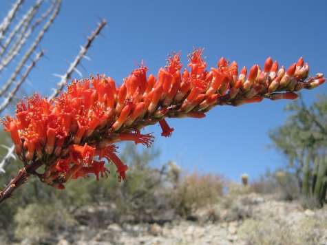 Ocotillo