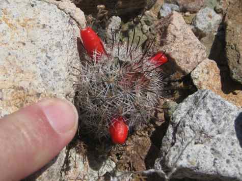 Tiny cactus