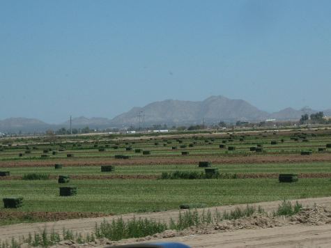 Fresh baled hay