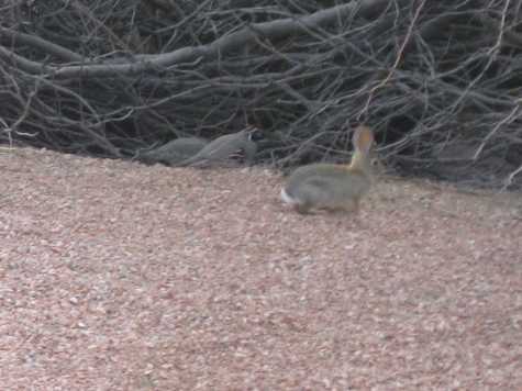 Bird and bunny