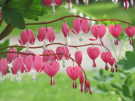 Bleeding Hearts