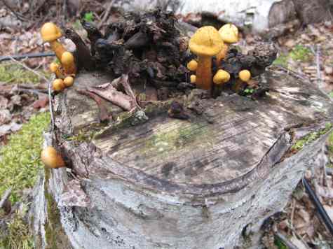 Fungi