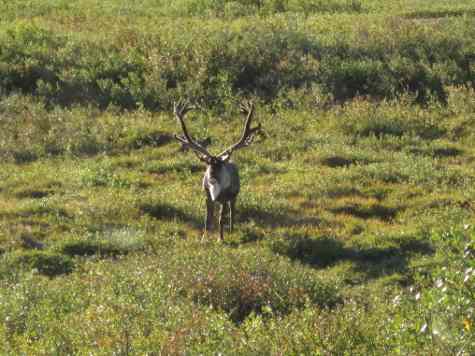 Caribou