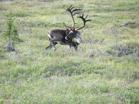 Caribou