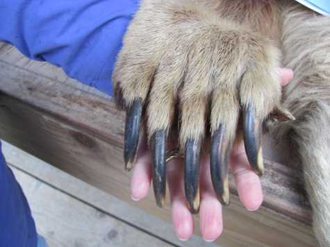 Paws