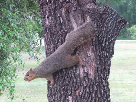 Squirrel